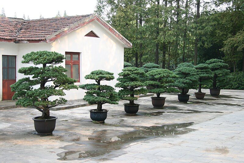 File:Pinelinepenjing.JPG