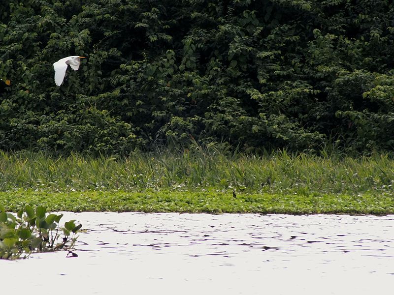 File:Planeando serenamente.jpg