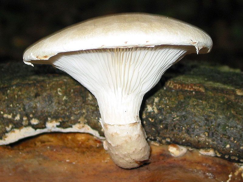 File:Pleurotus dryinus JPG1.jpg