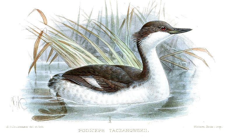 File:PodicepsTaczanowskiKeulemans.jpg