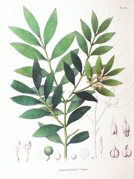 File:Podocarpus nageia SZ137.png