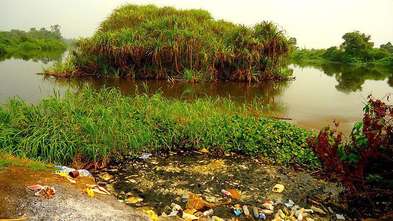 File:Pollution mangrove 1.jpg