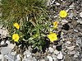 Potentilla aurea