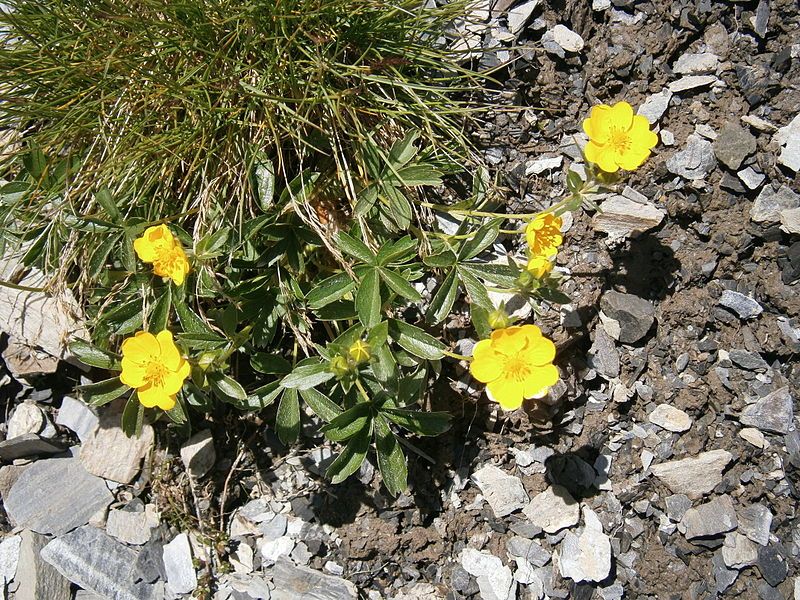 File:Potentilla aurea01.jpg