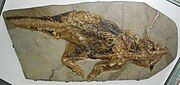 Psittacosaurus showing soft tissues preserved