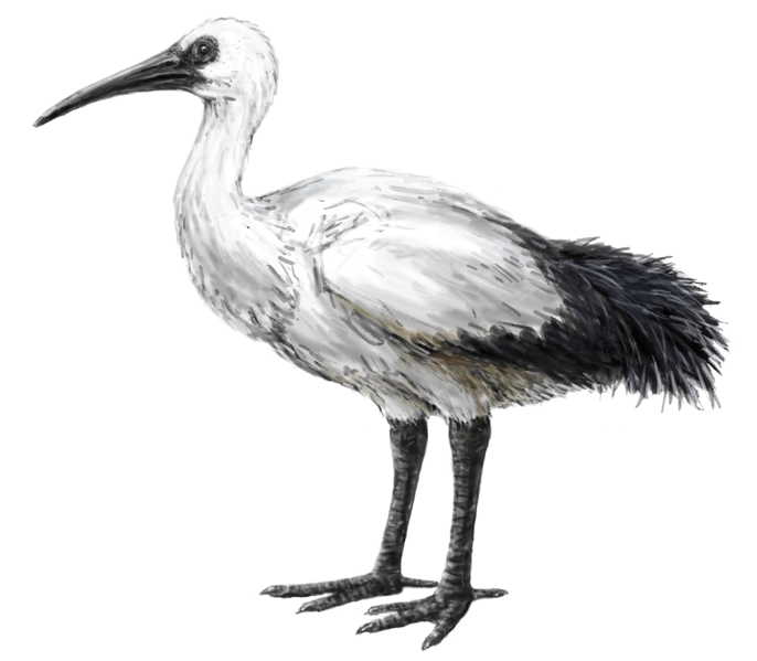 File:Réunion Ibis (transparent).png