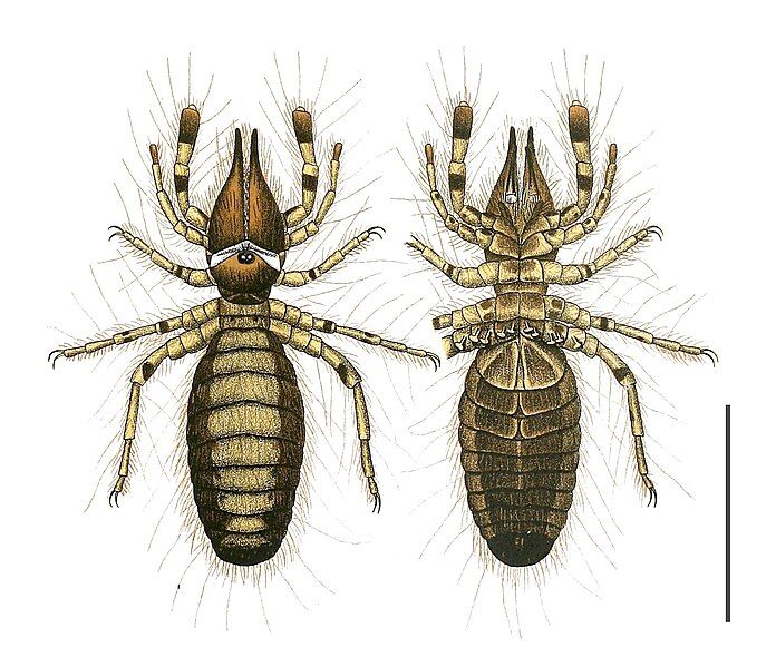 File:Rhagodima nigrocincta.jpg