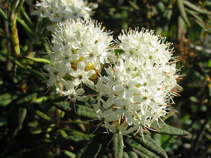 File:Rhododendron groenlandicum.jpg