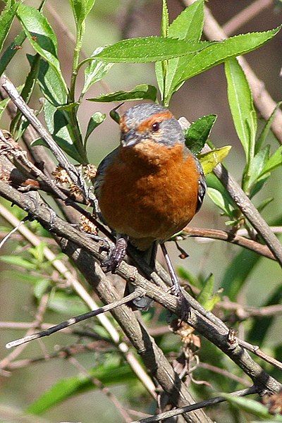 File:Rusty-browed Warbling-Finch (8077592723).jpg