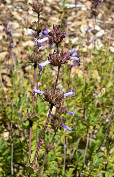 File:Salvia munzii 2.jpg