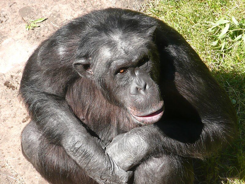 File:Santino chimp.JPG