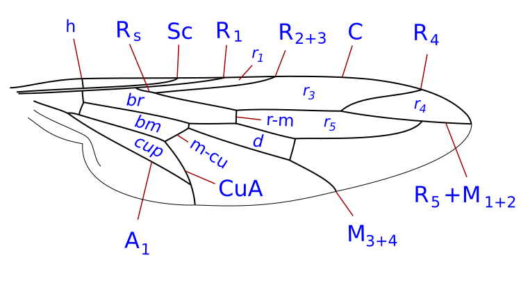 File:Scenopinidae wing veins-2.svg