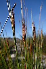 Flowering heads