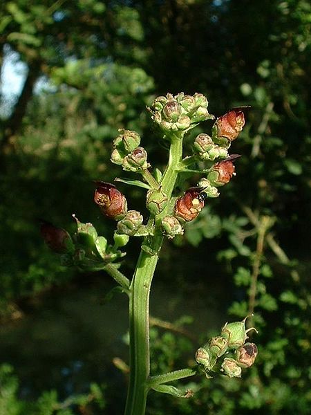 File:Scrophularia auriculata3Jeffdelonge.jpg