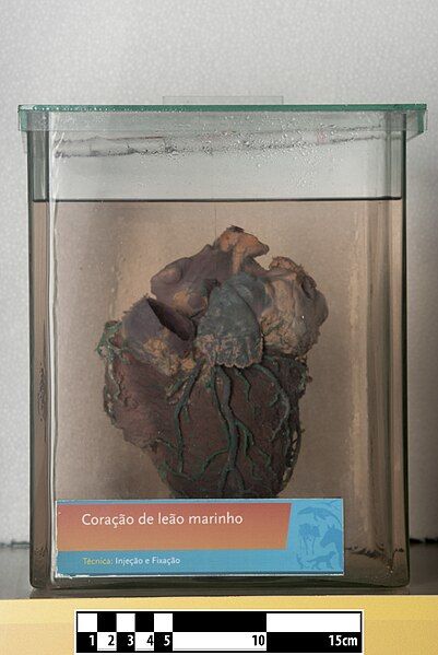 File:Sea lion heart.jpg