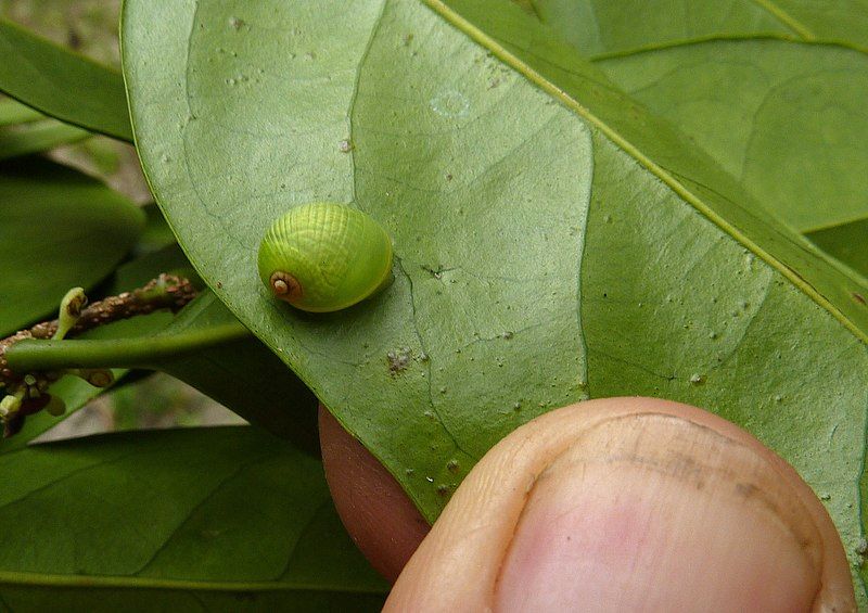 File:Simpulopsis rufovirens cropped.jpg