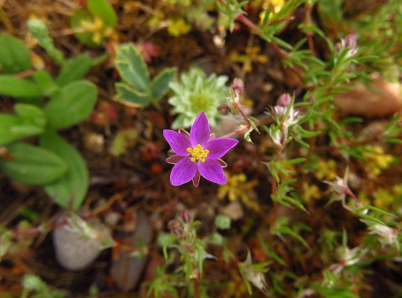 File:Spergularia purpurea 2601.jpg