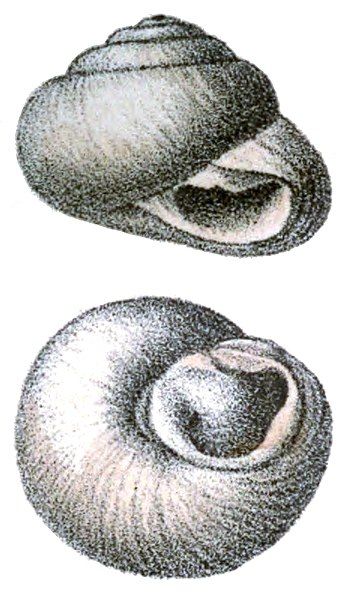 File:Sphincterochila boissieri shell.jpg