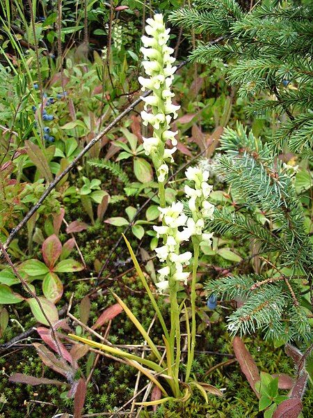 File:Spiranthes romanzoffiana03.jpg