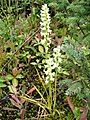 Spiranthes romanzoffiana Habitus