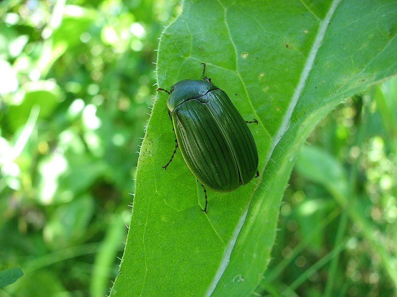 File:Stethaspis species.jpg