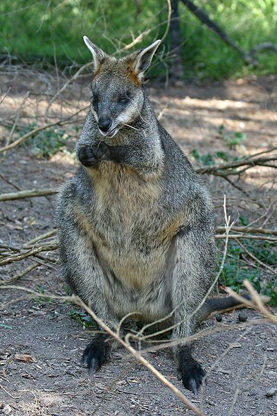 File:Swamp-Wallaby-Feeding-3,-Vic,-Jan.2008.jpg