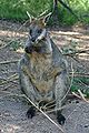 Swamp wallaby