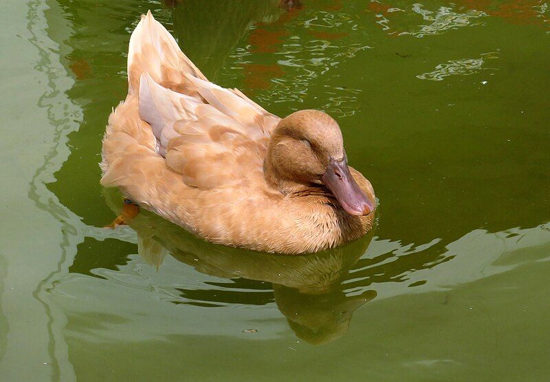 File:Swedish yellow duck.jpg