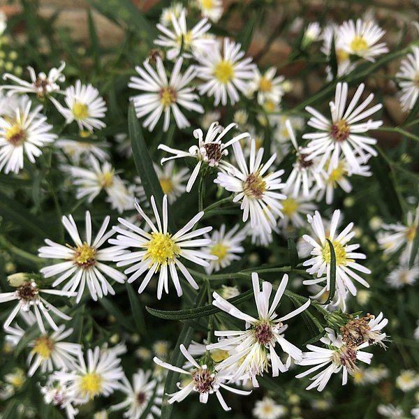 File:Symphyotrichum lanceolatum 98194984.jpg