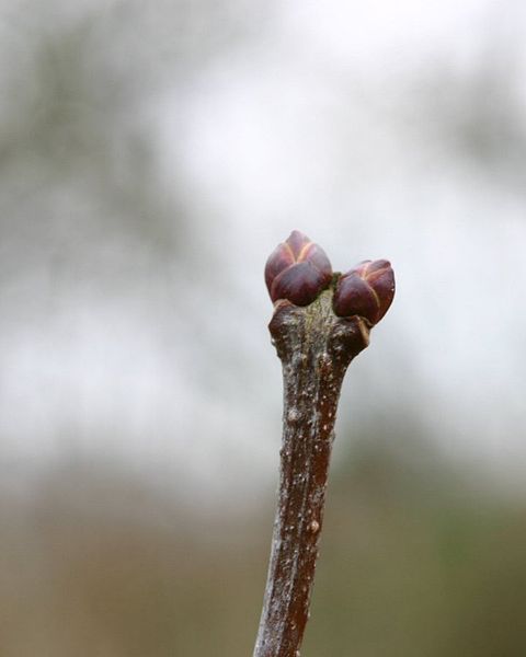 File:Syringa-vulgaris-buds.JPG