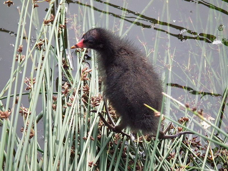 File:Teichralle Jungvogel.JPG