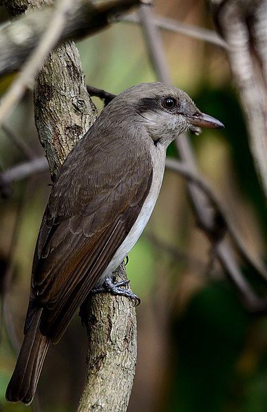 File:Tephrodornis gularis.jpg