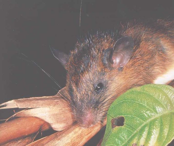 File:Tikus.jpg