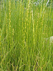 Stand of thin, grass like plants with tall, narrow inflorescences