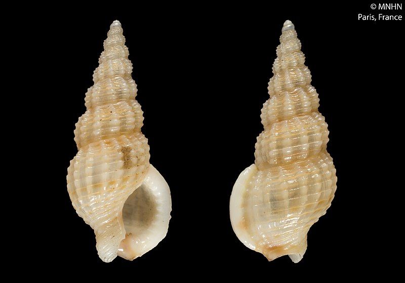 File:Tritia vaucheri (MNHN-IM-2000-9611).jpeg