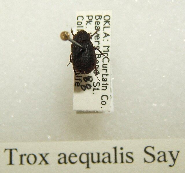 File:Trox aequalis sjh.jpg