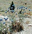 Echinops macrophyllus in Iran