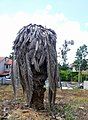 Date palm killed by weevils