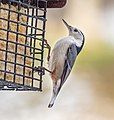 Image 77White-breasted nuthatch on a suet feeder in Green-Wood Cemetery