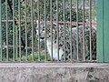 Snow Leopard (HP wildlife)