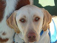 Yellow Labrador with brown skin colour