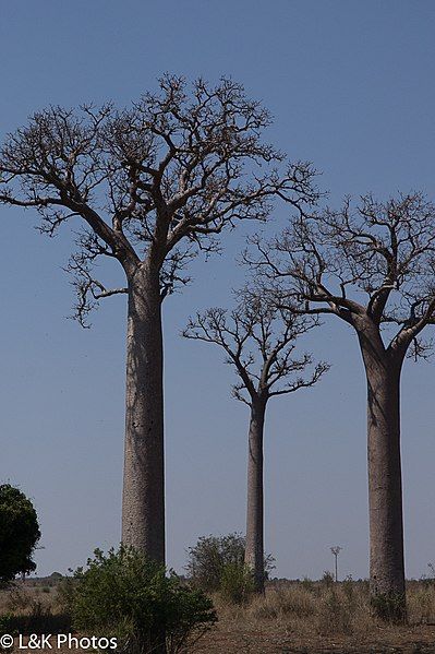 File:Za baobab.jpg