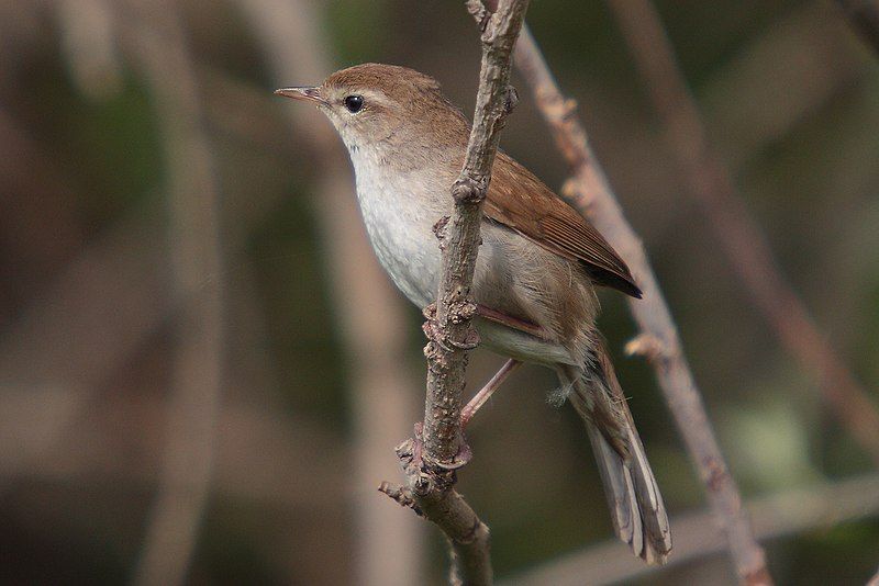 File:37-090505-cettis-warbler-at-Kalloni-east-river.jpg