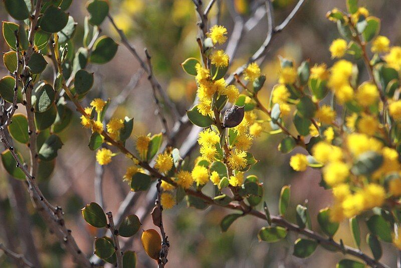 File:Acacia acoma.jpg