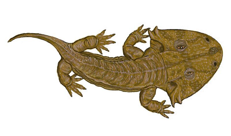 File:Acanthostomatops vorax.jpg