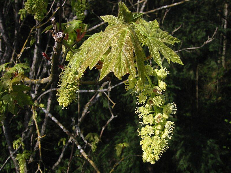 File:Acer macrophyllum 0304.jpg