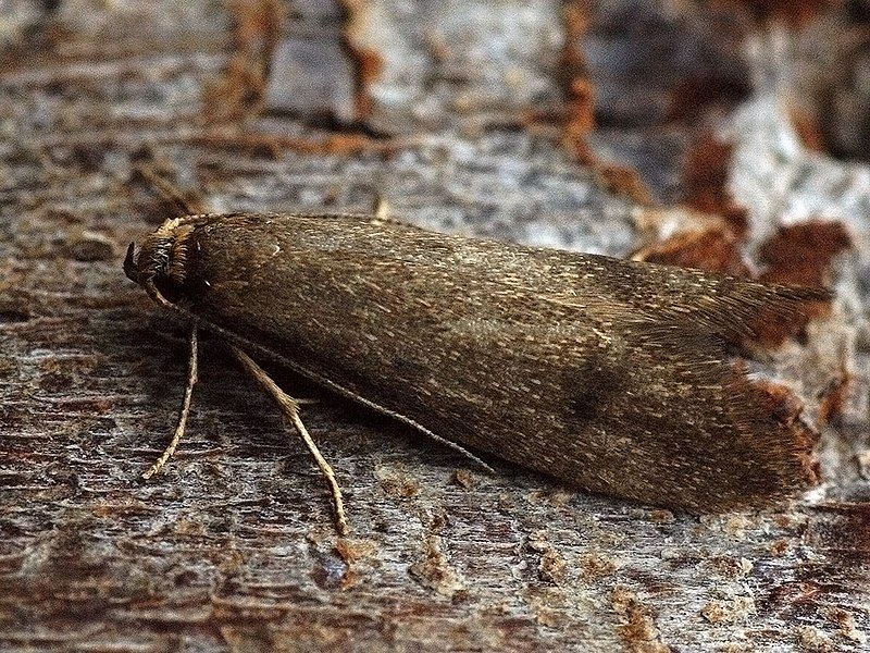 File:Agnoea josephinae (40327483264).jpg