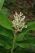 Alpinia galanga