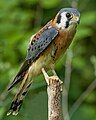 American Kestrel - Male