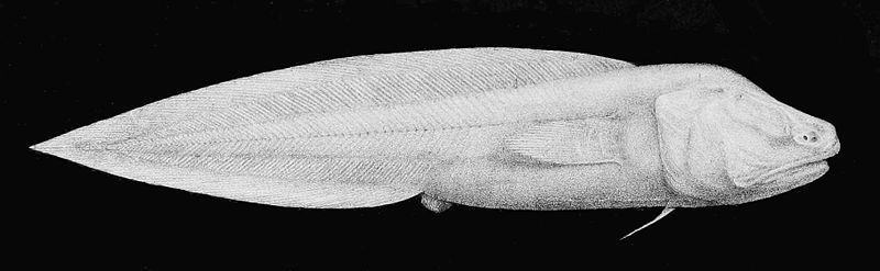 File:Aphyonus gelatinosus1.jpg